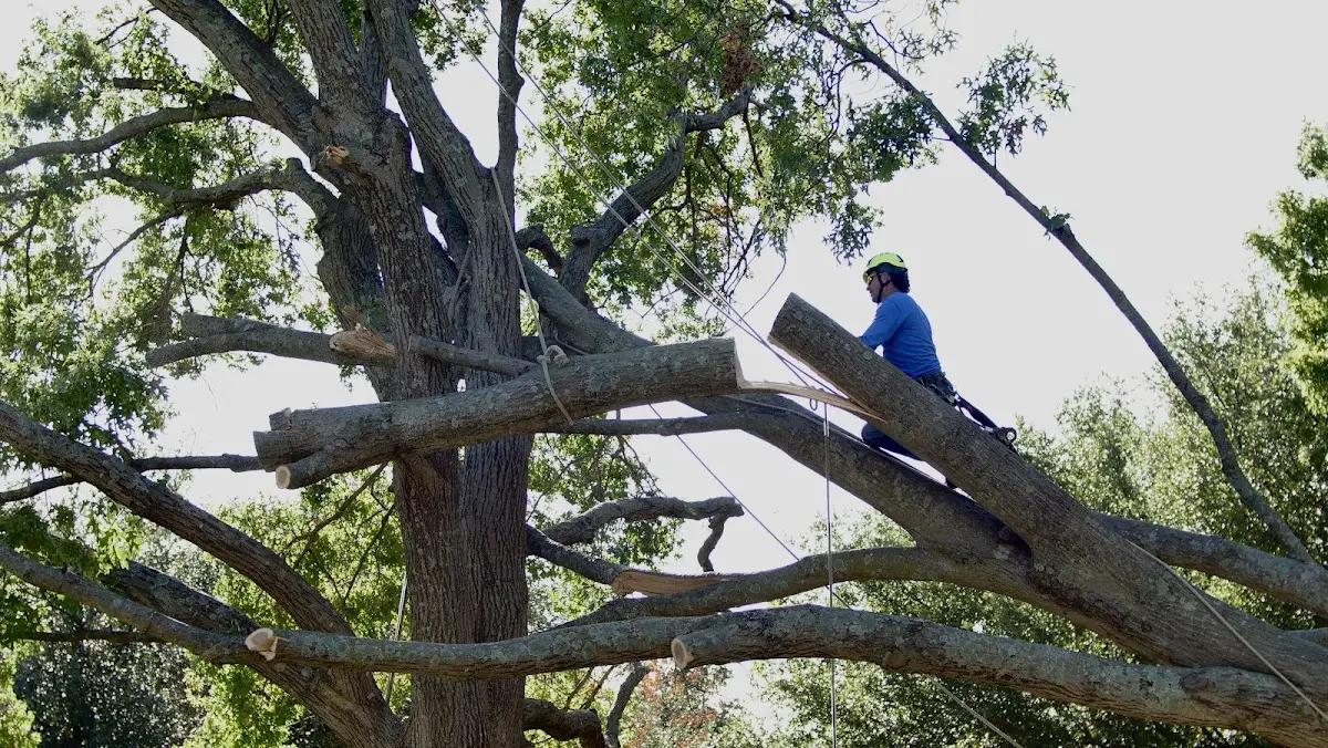 Professional Crown Thinning performed by certified arborists in Rockville